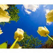 Papiers peints avec tulipes à l'intérieur