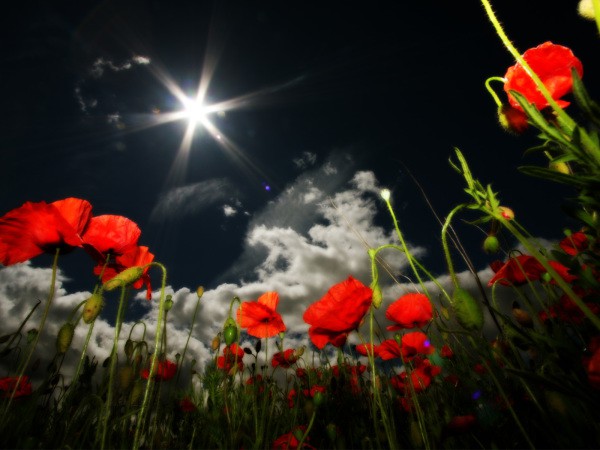 Coquelicots sur le fond du ciel nocturne