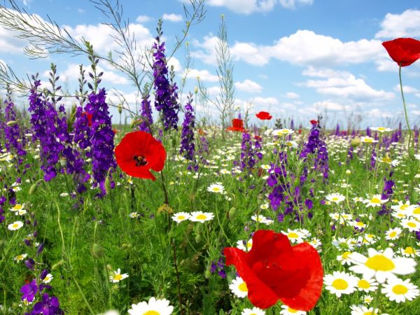 Motif discret avec coquelicots, idéal pour une chambre d'enfant