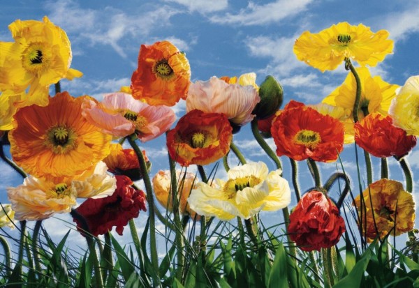 Coquelicots multicolores contre le ciel