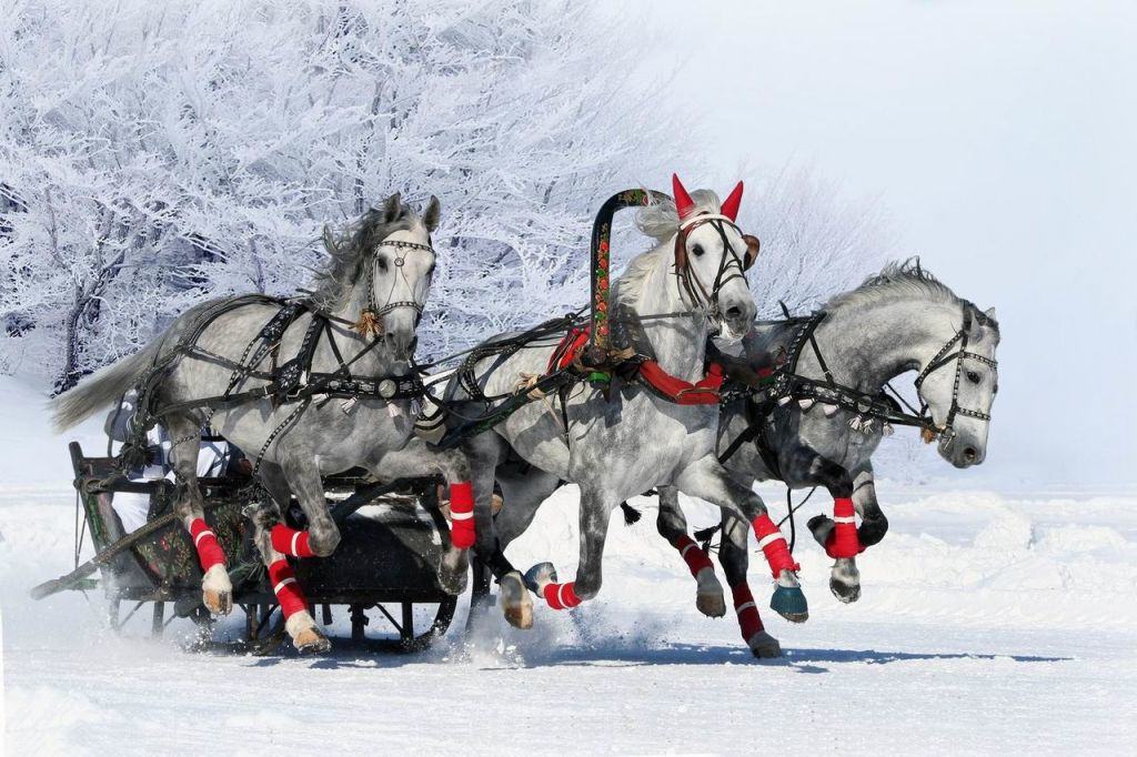 Trois chevaux tirés dans un traîneau