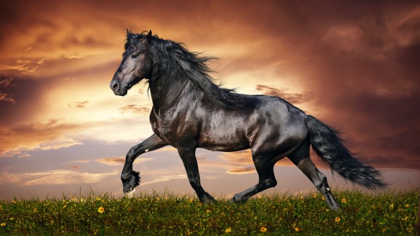 Cheval gracieux dans le pré