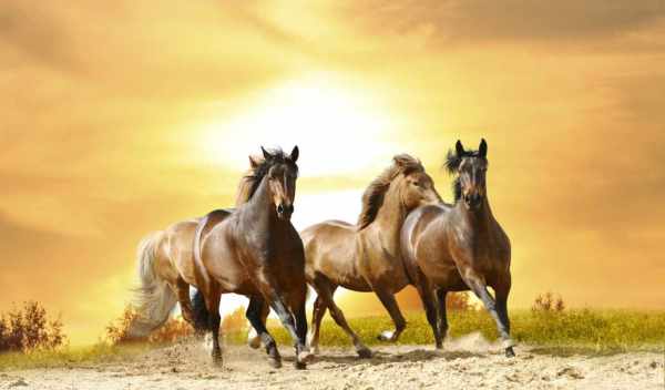 Chevaux au galop contre le soleil couchant