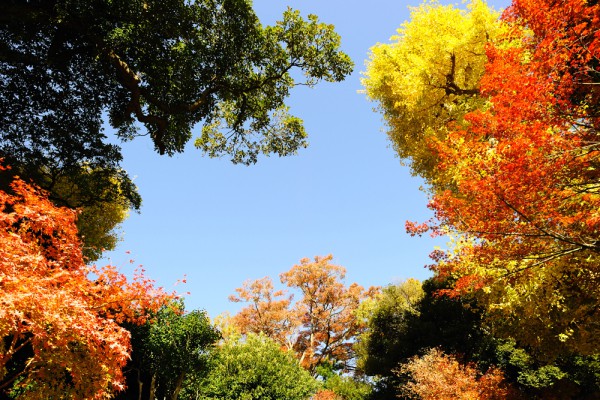 Couronnes d'arbres scintillants de toutes les couleurs de l'arc-en-ciel