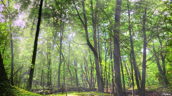 Forêt en été