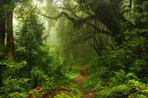 Forêt Noire