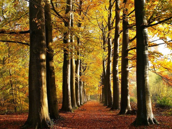 Le romantisme indescriptible de la forêt d'automne