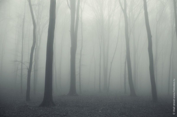 Une forêt nocturne spécifique