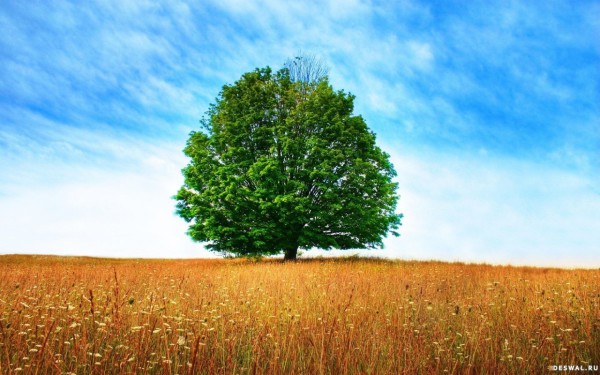 Arbre solitaire au milieu d'un champ sans limites