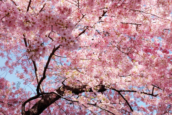 Arbre de printemps en fleurs