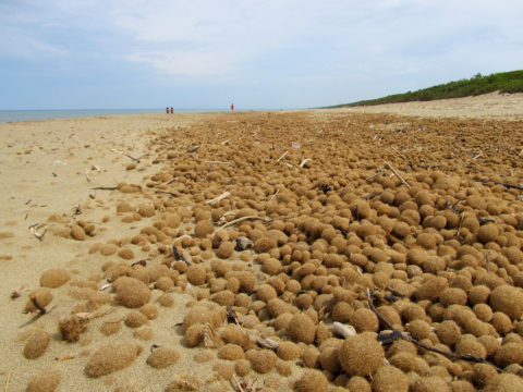 Les boules de Neptune sont rejetées à terre en grandes quantités